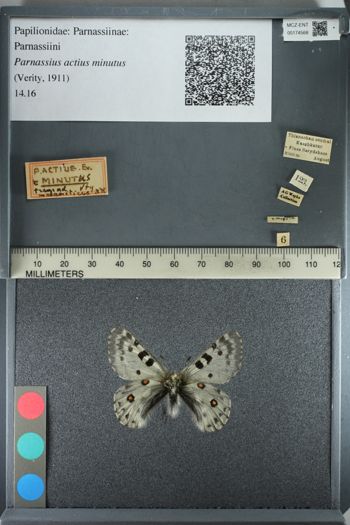 Media type: image;   Entomology 174568